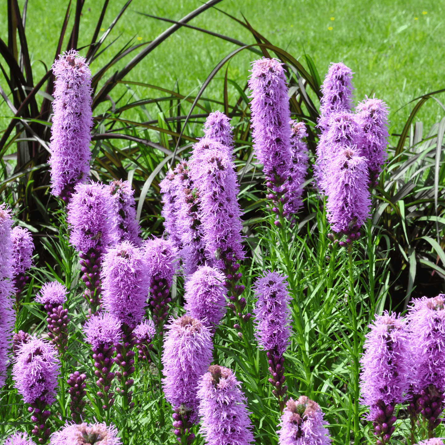 Marsh Blazing Star ā 50 Seeds