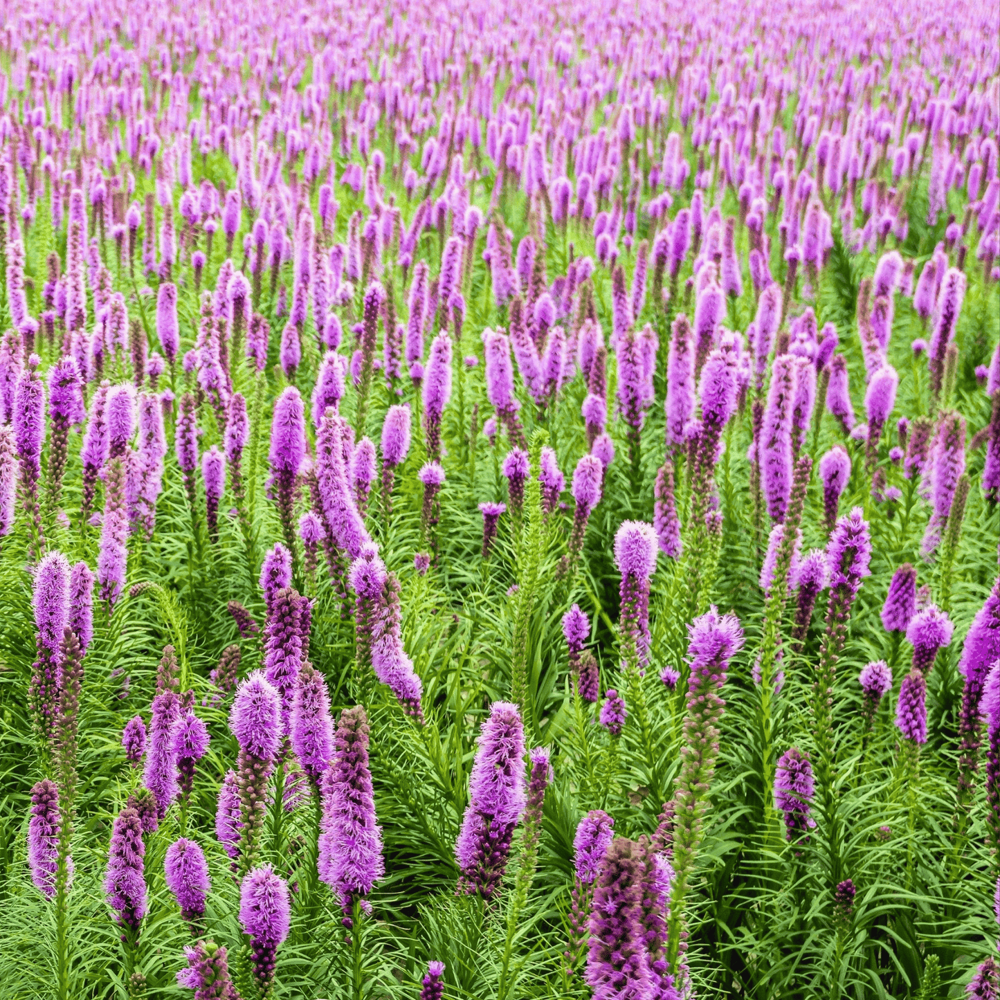 Marsh Blazing Star ā 50 Seeds