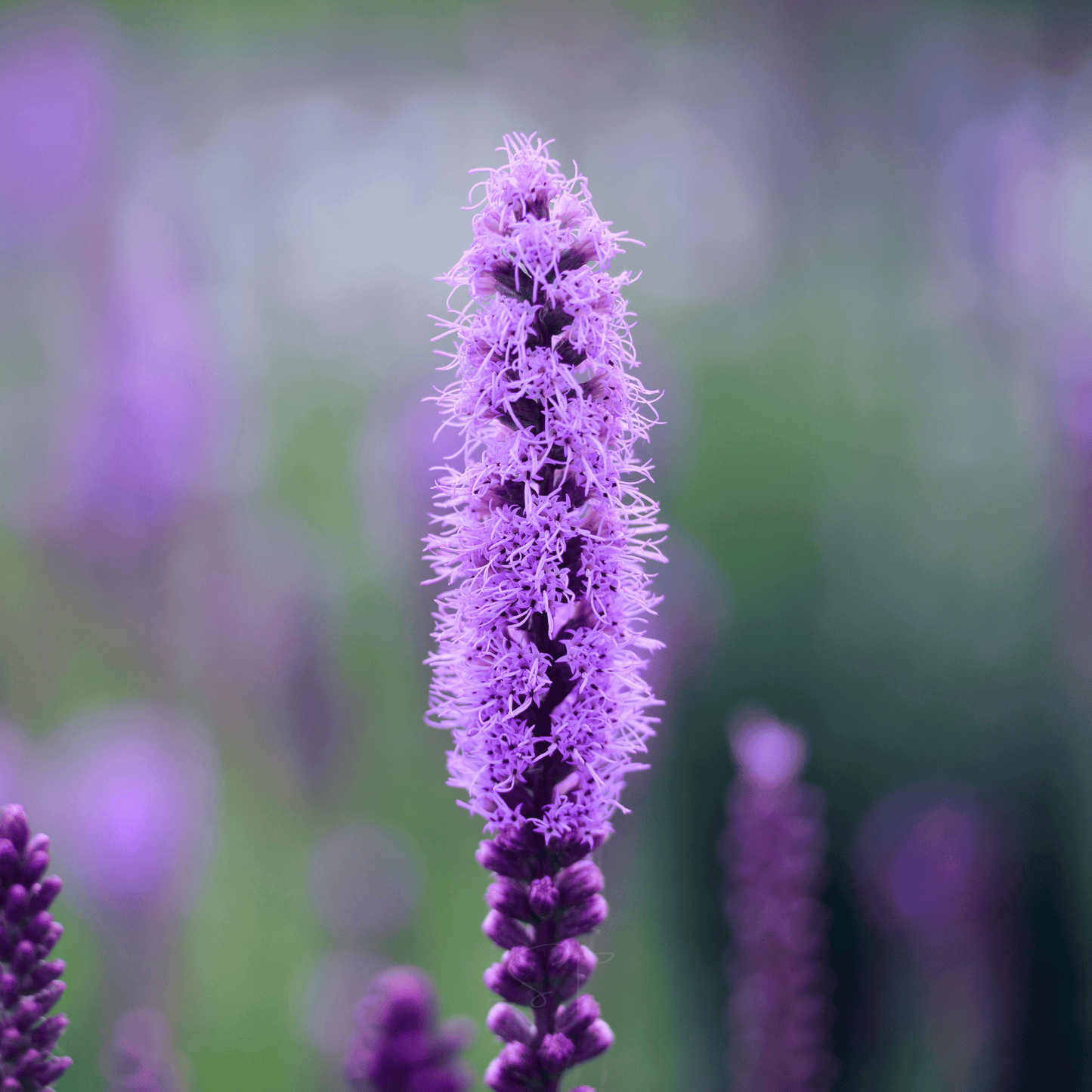 Marsh Blazing Star ā 50 Seeds