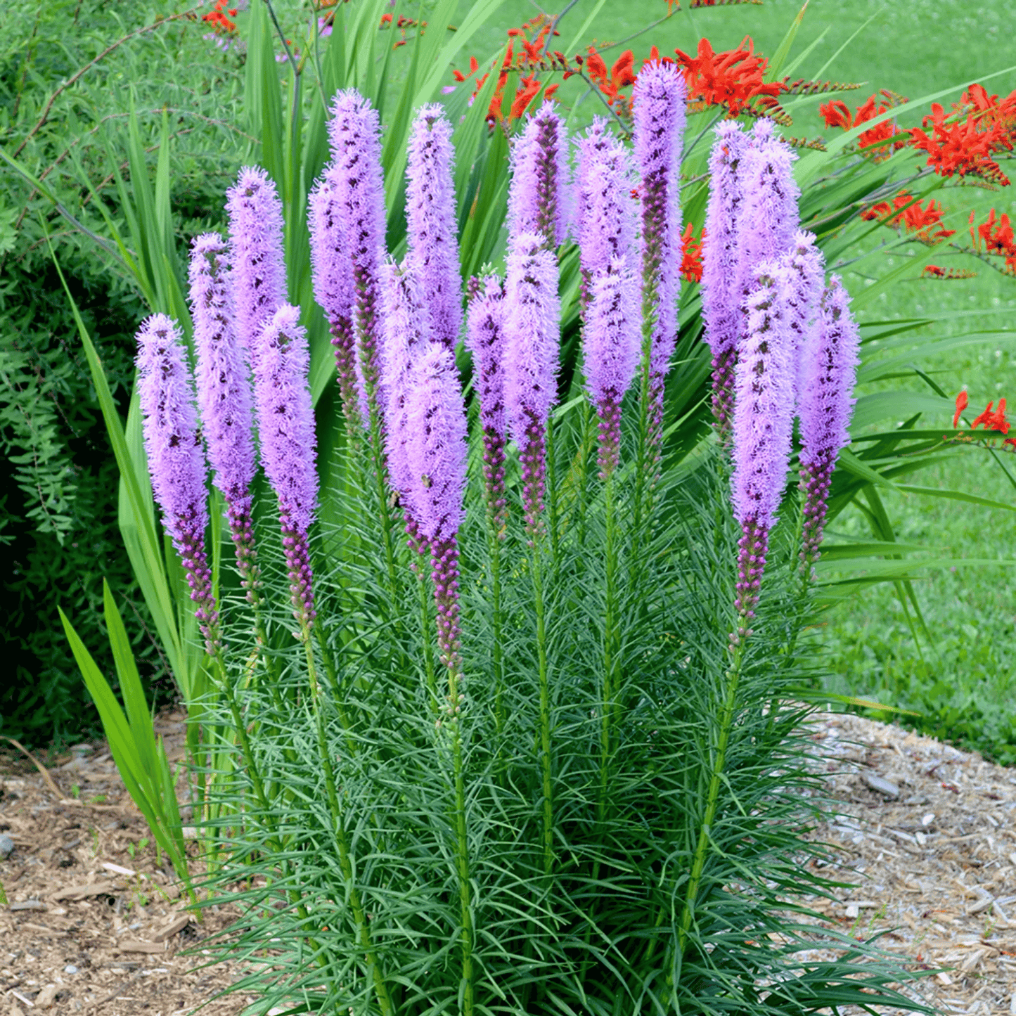 Marsh Blazing Star ā 50 Seeds