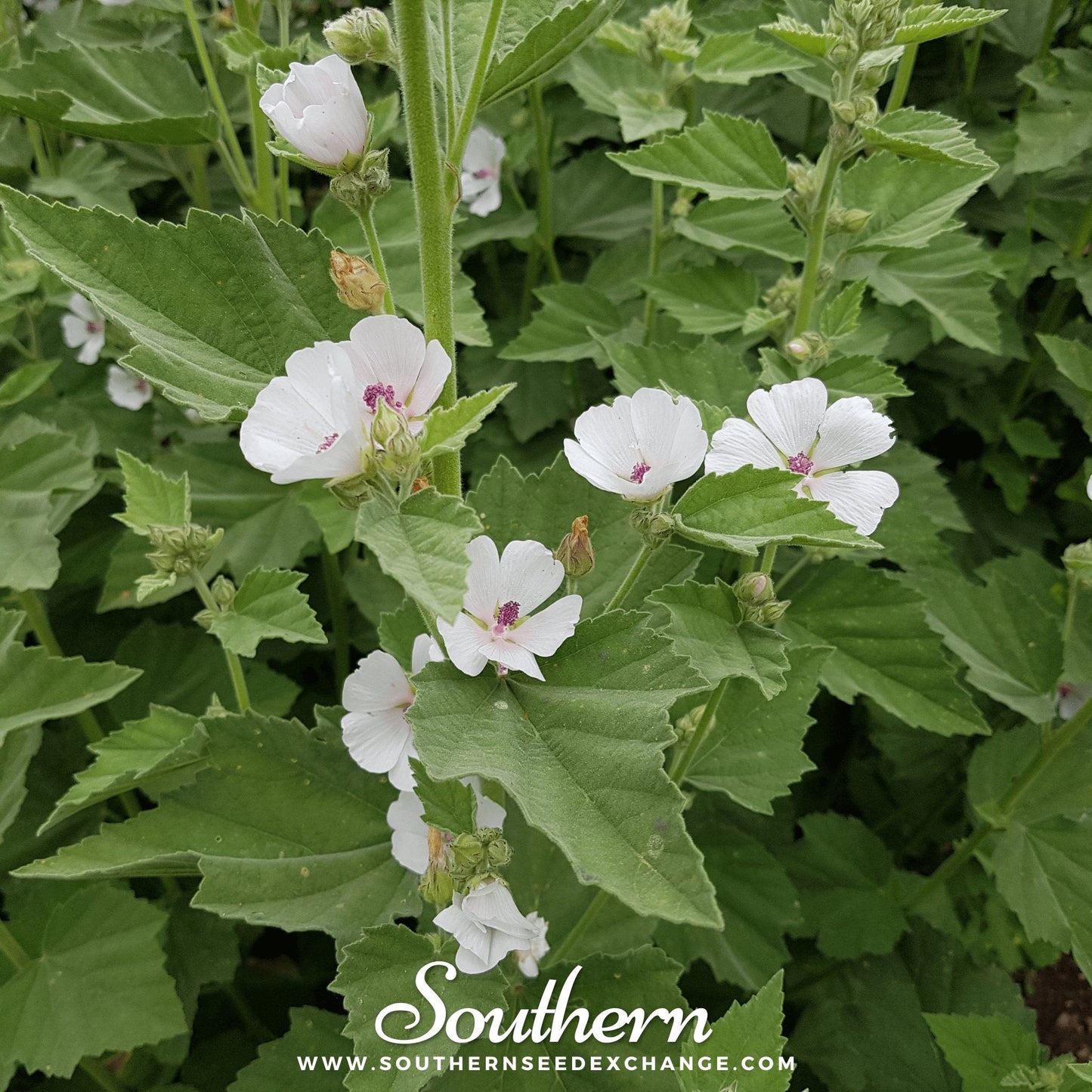 Marshmallow ā 50 Seeds