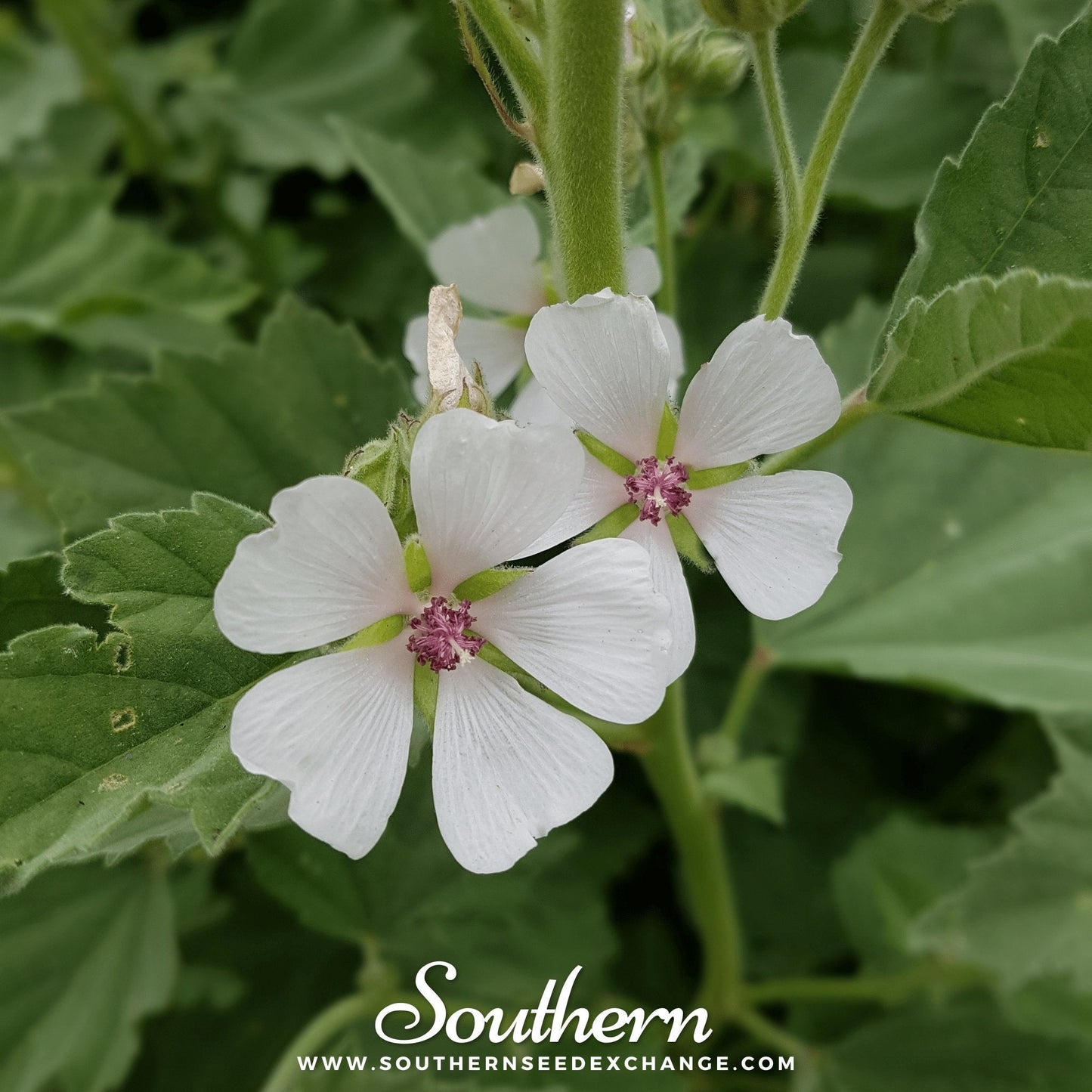 Marshmallow ā 50 Seeds