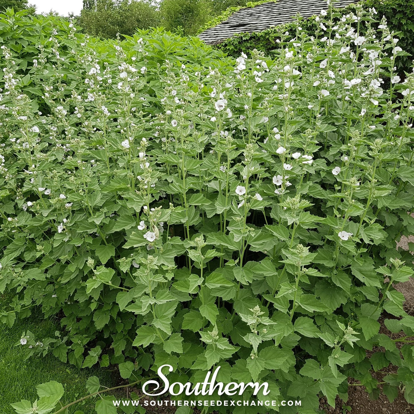 Marshmallow ā 50 Seeds