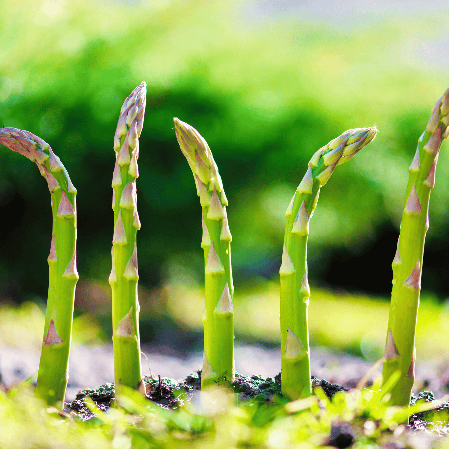 Mary Washington Asparagus ā 50 Seeds