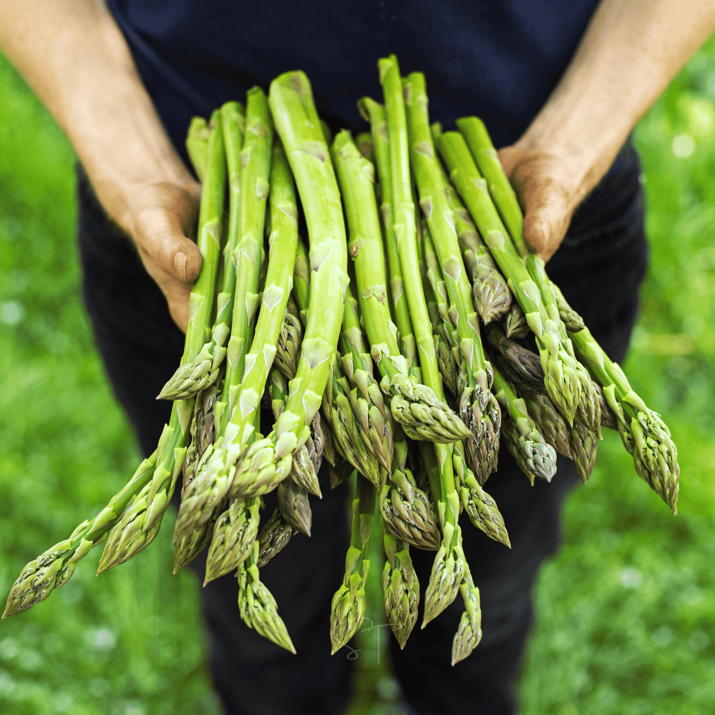 Mary Washington Asparagus ā 50 Seeds