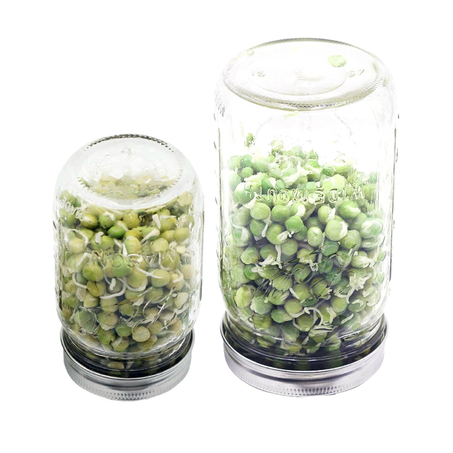 Curved Rust Proof Sprouting Lid and Band for Mason Jars