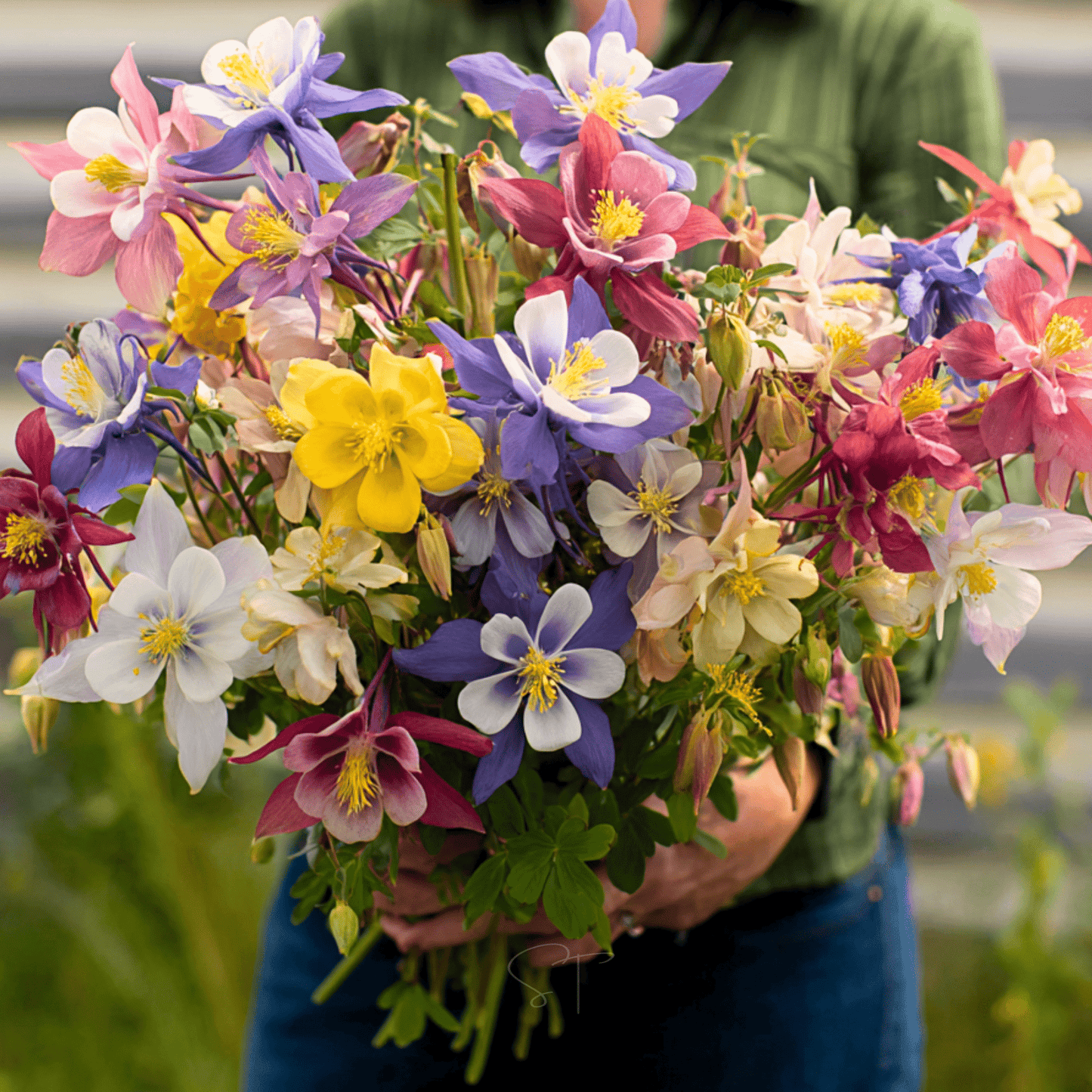 McKana Giant Columbine ā 100 Seeds
