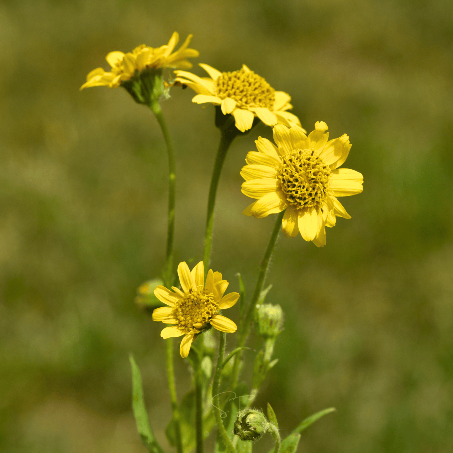Meadow Arnica ā 20 Seeds