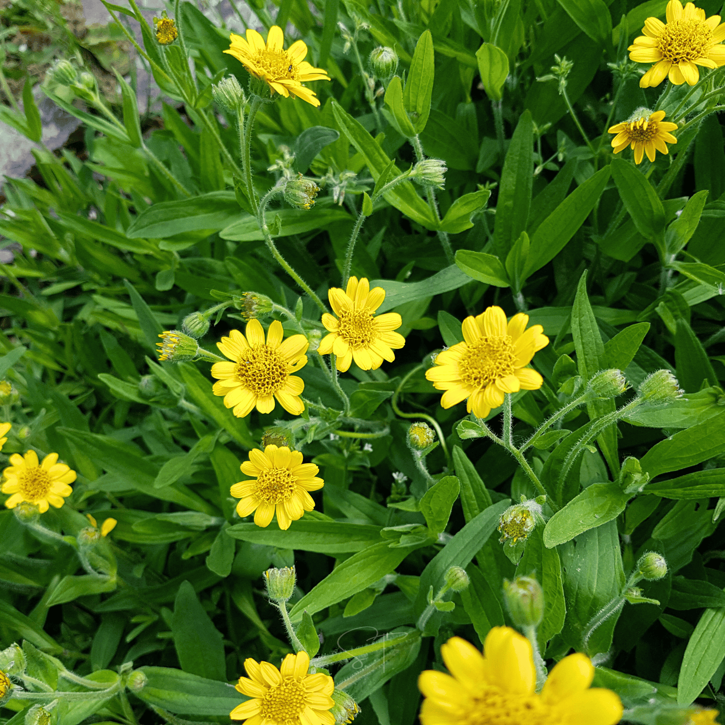 Meadow Arnica ā 20 Seeds