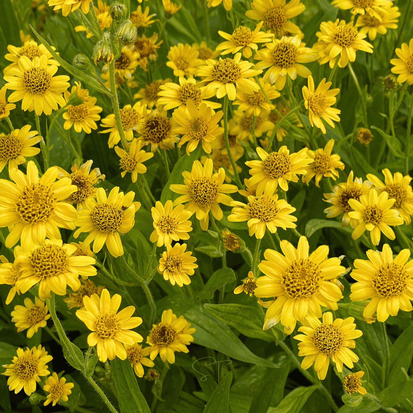Meadow Arnica ā 20 Seeds