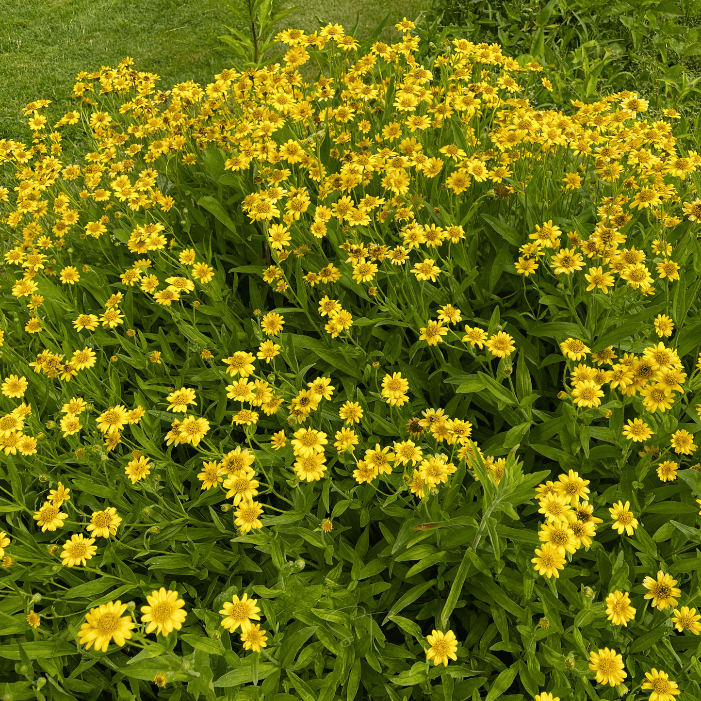 Meadow Arnica ā 20 Seeds