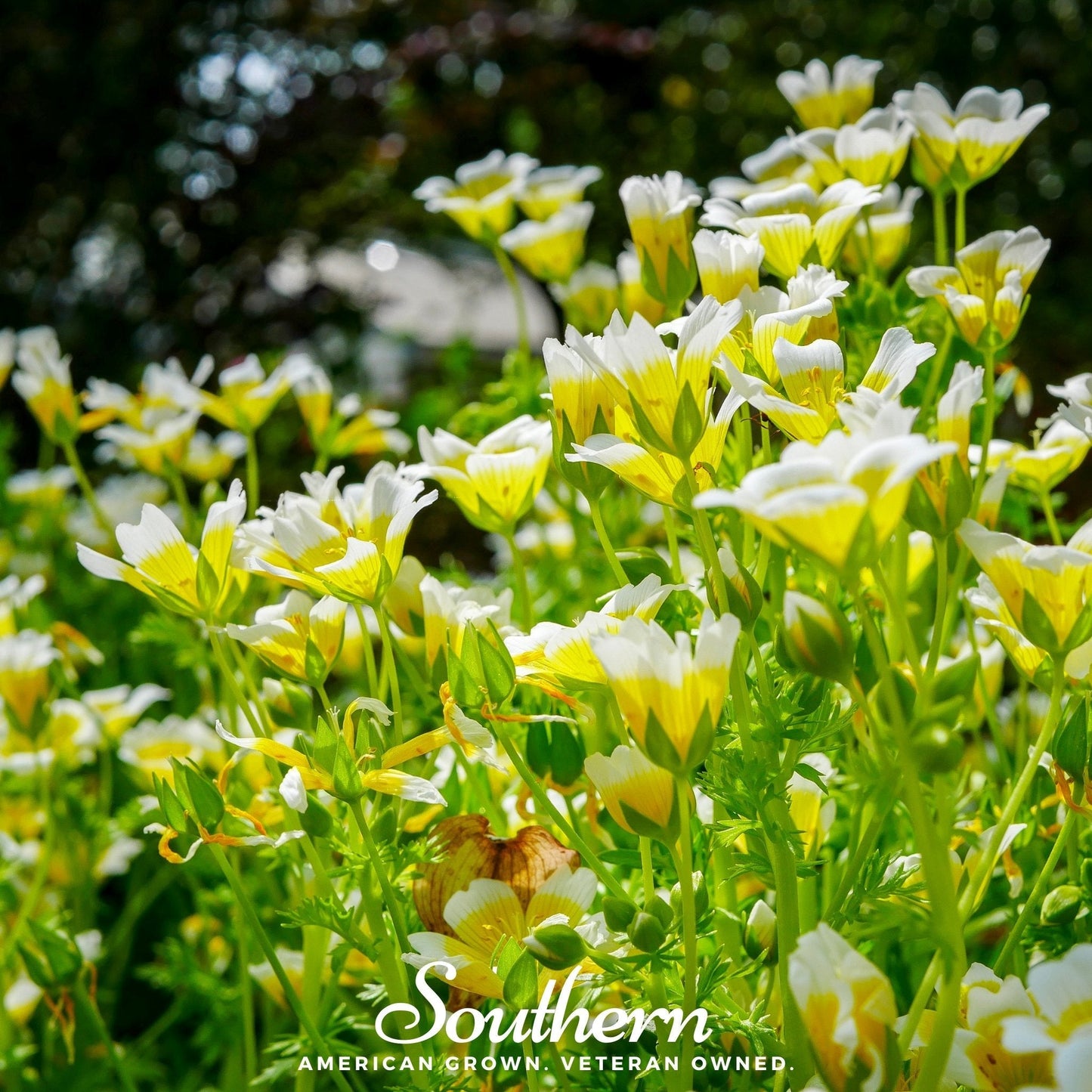 Meadowfoam (Poached Egg Plant) ā 50 Seeds