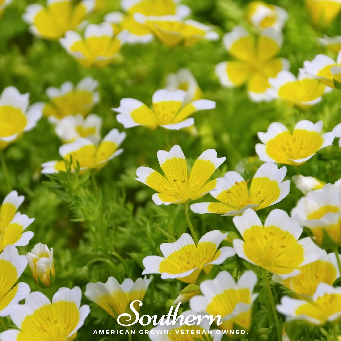 Meadowfoam (Poached Egg Plant) ā 50 Seeds