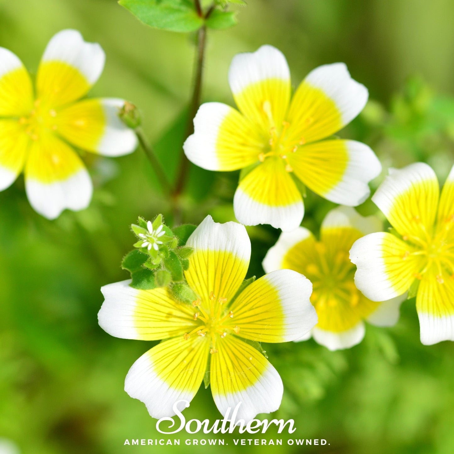 Meadowfoam (Poached Egg Plant) ā 50 Seeds