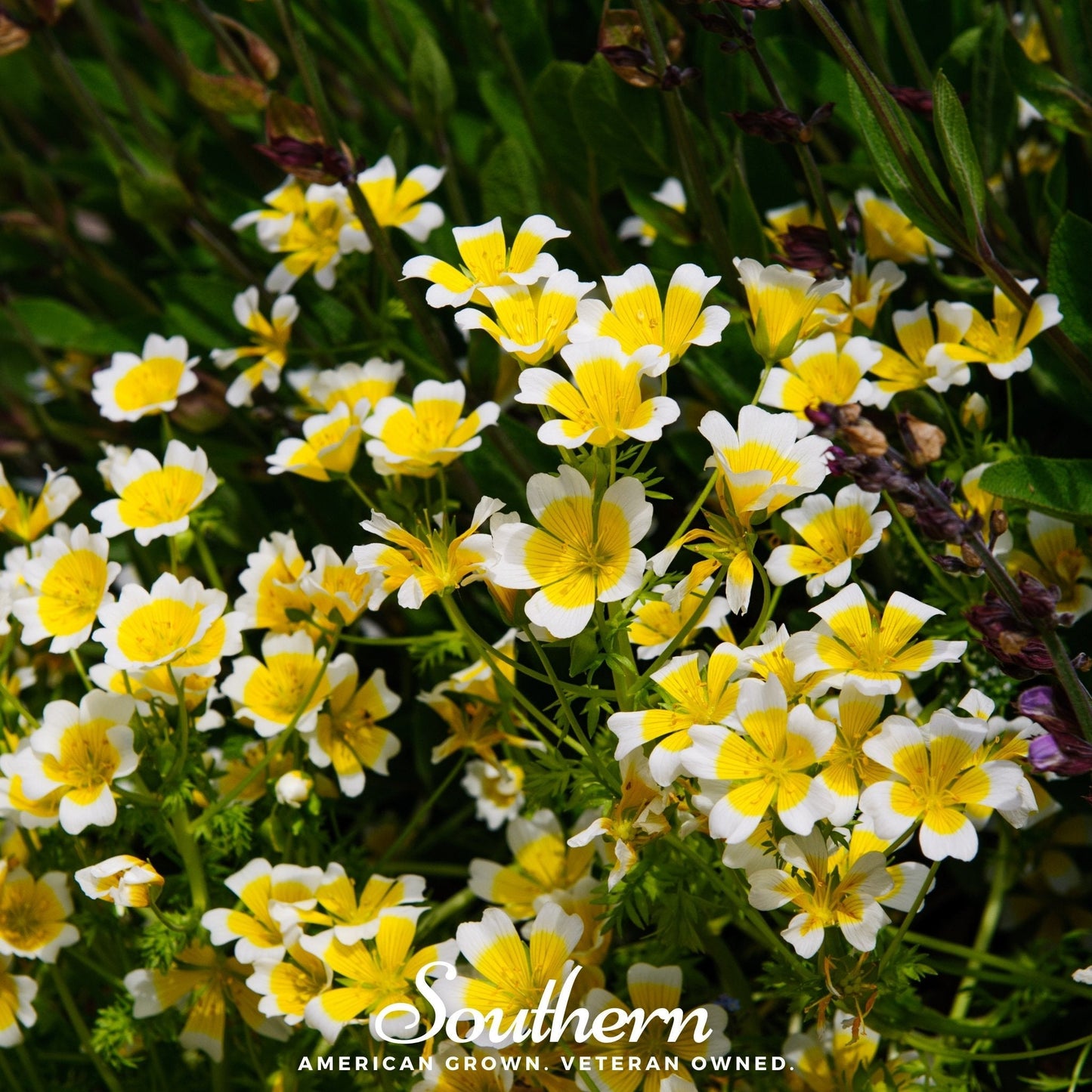 Meadowfoam (Poached Egg Plant) ā 50 Seeds