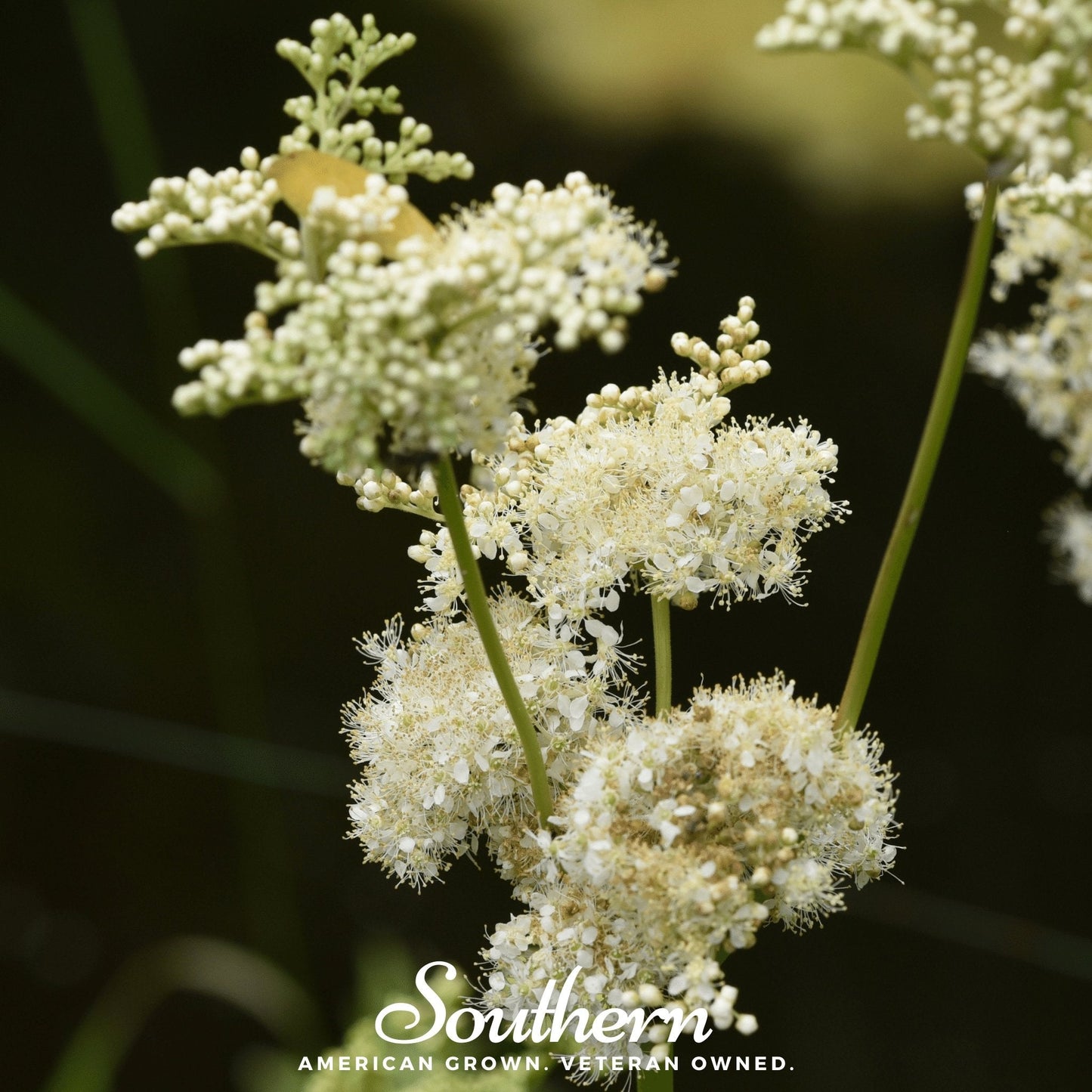 Meadowsweet ā 50 Seeds