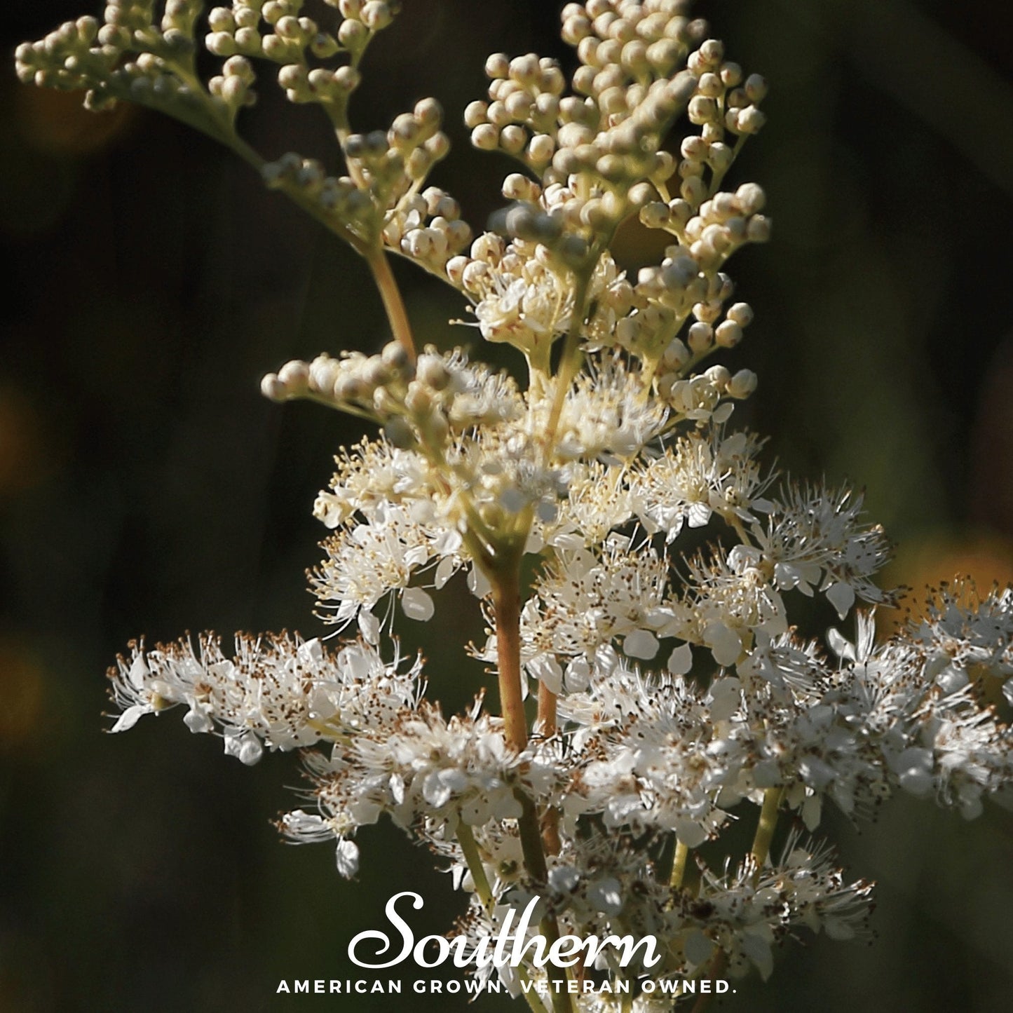 Meadowsweet ā 50 Seeds