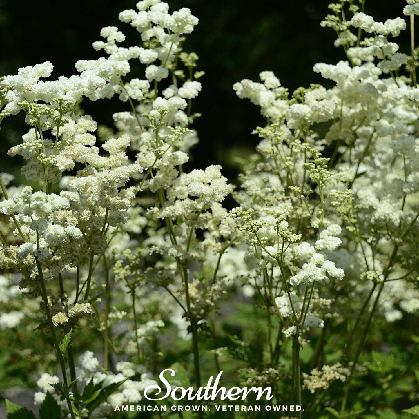 Meadowsweet ā 50 Seeds