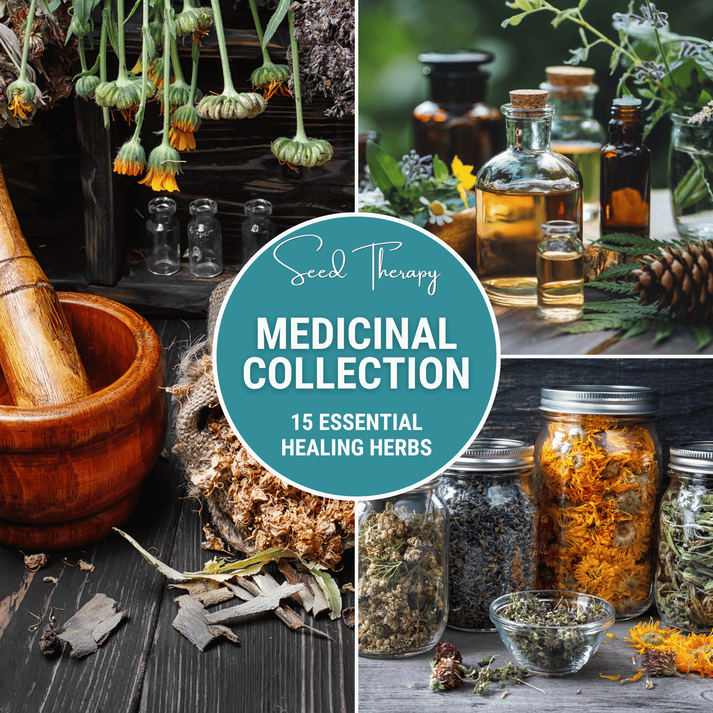 Medicinal Herb Seed Collection ā 15 Varieties