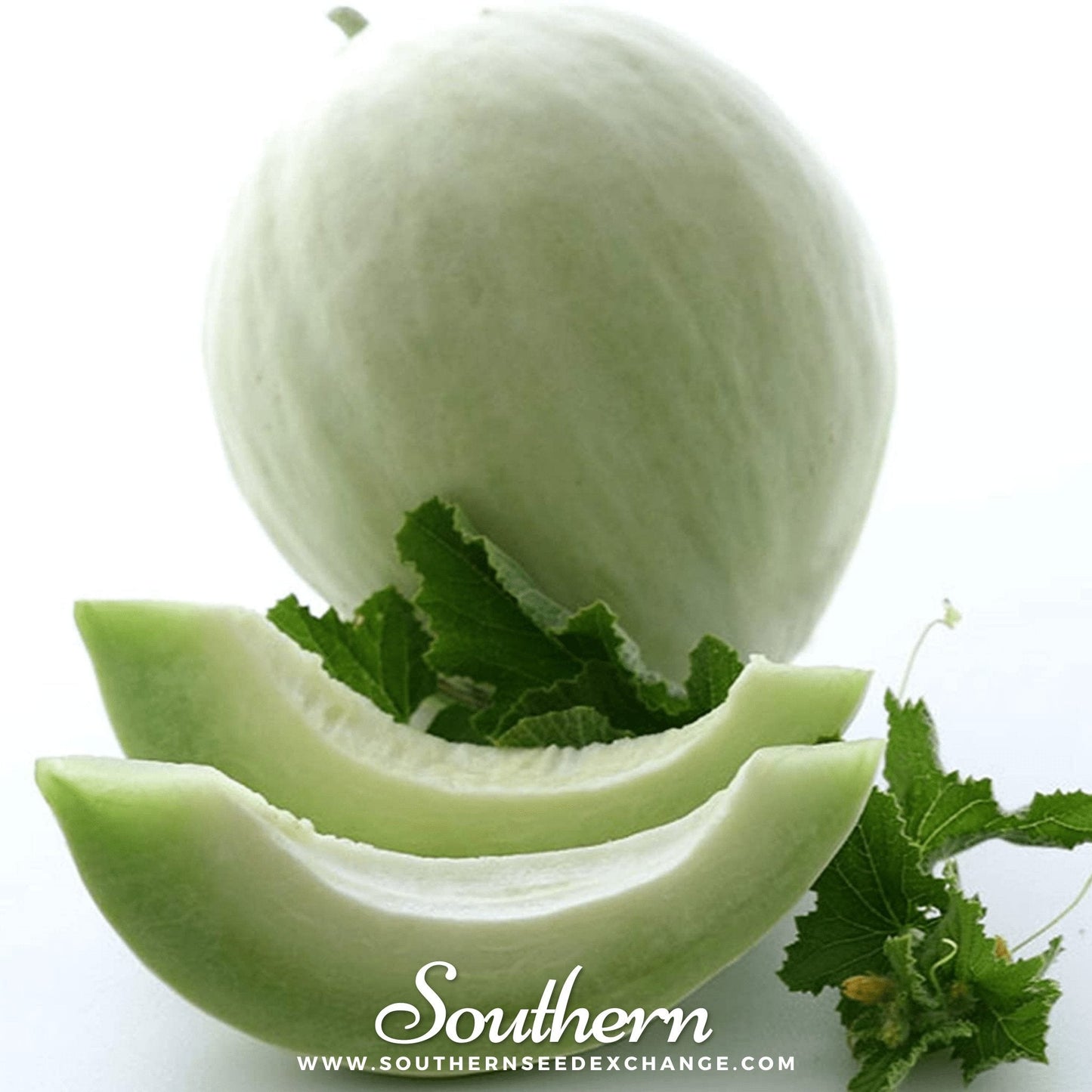 Green Flesh Honeydew Melon ā 20 Seeds