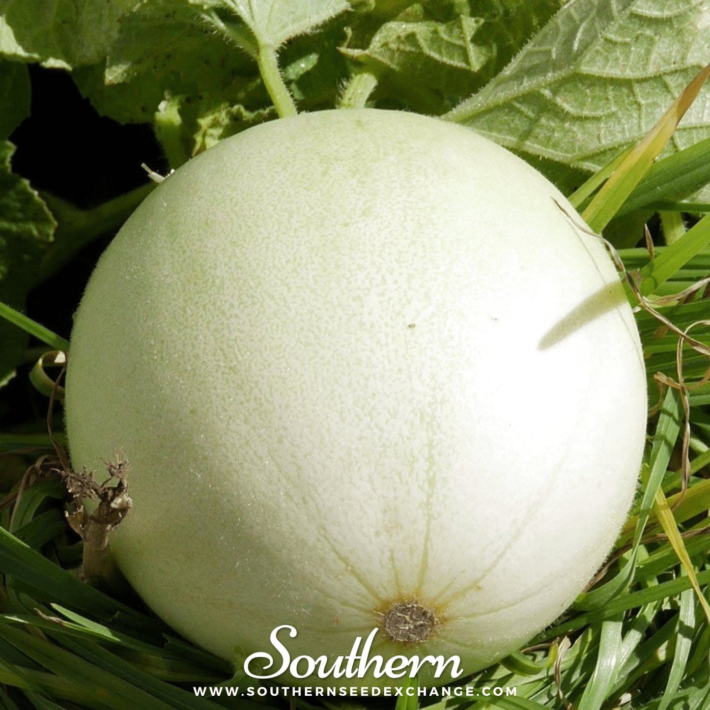Green Flesh Honeydew Melon ā 20 Seeds