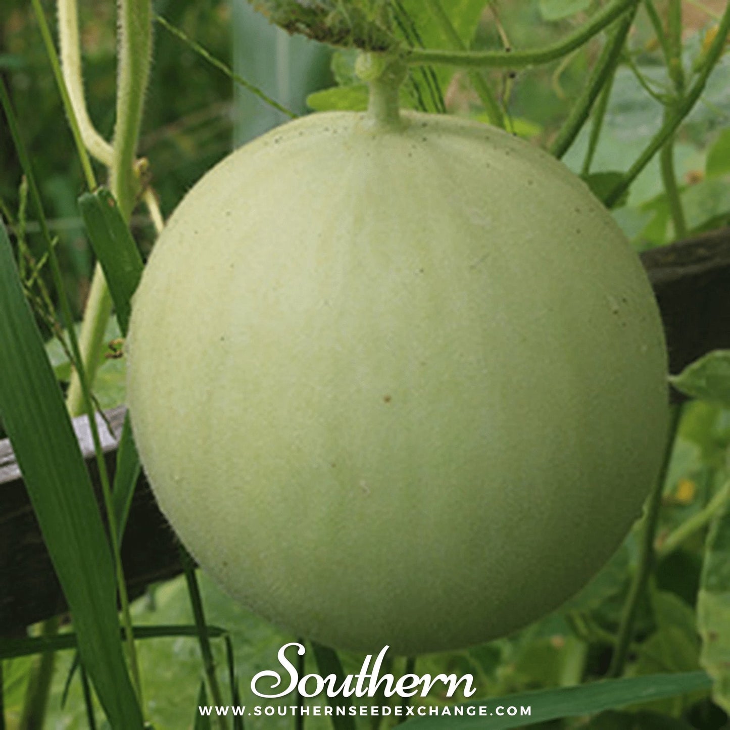 Green Flesh Honeydew Melon ā 20 Seeds