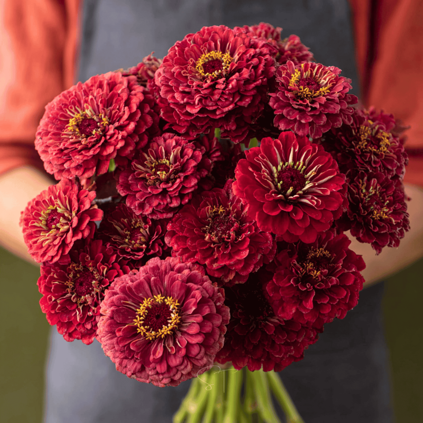 Meteor Zinnia ā 100 Seeds