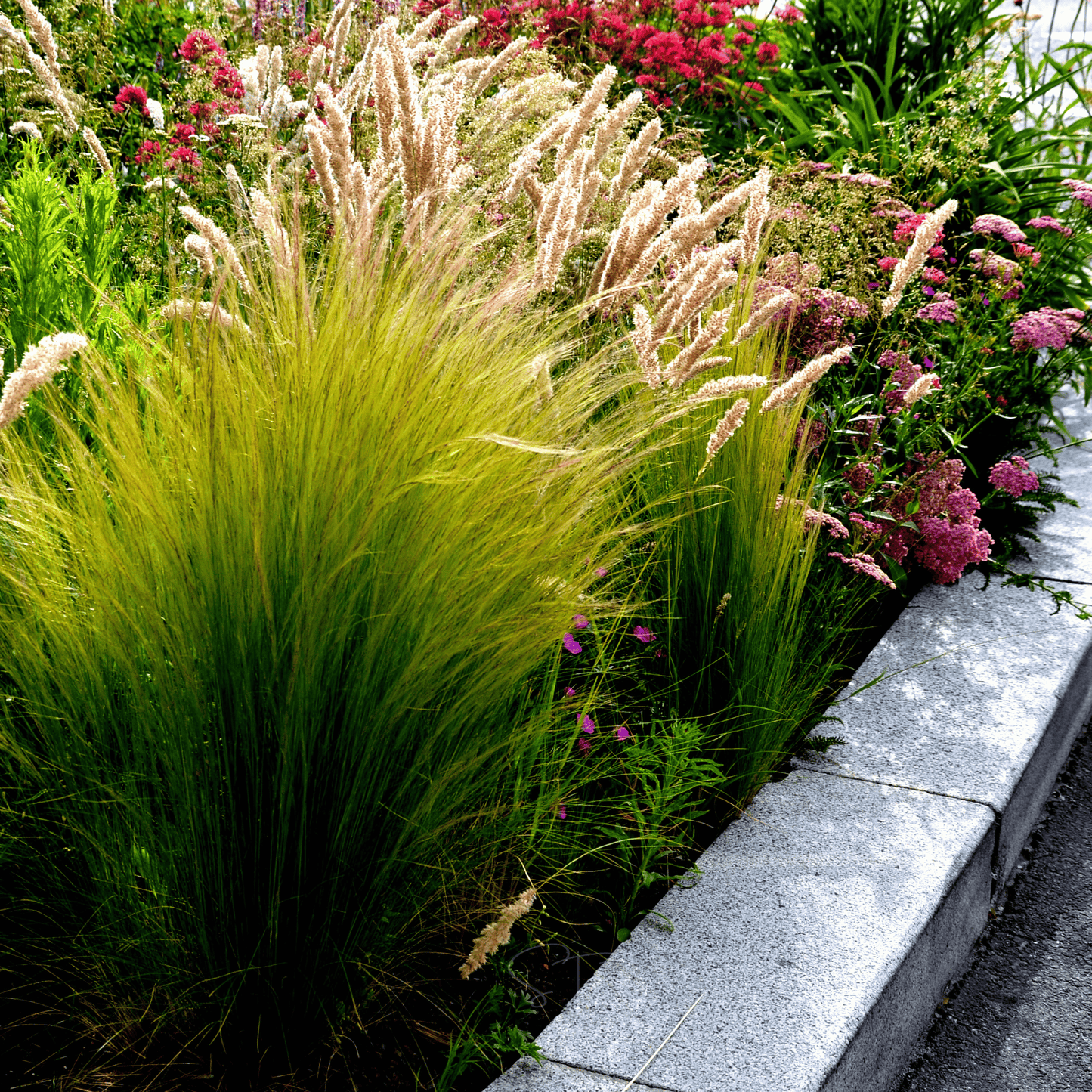Mexican Feather Grass ā 50 Seeds