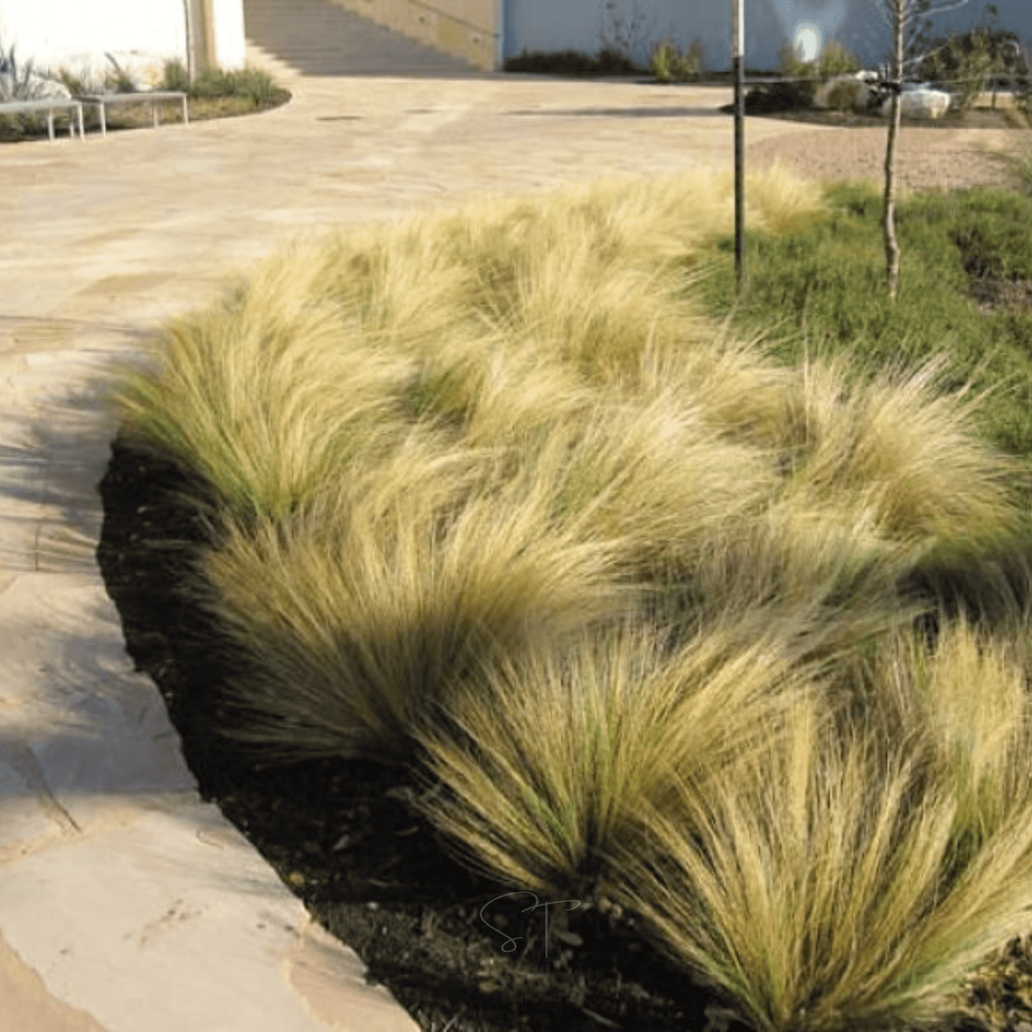 Mexican Feather Grass ā 50 Seeds