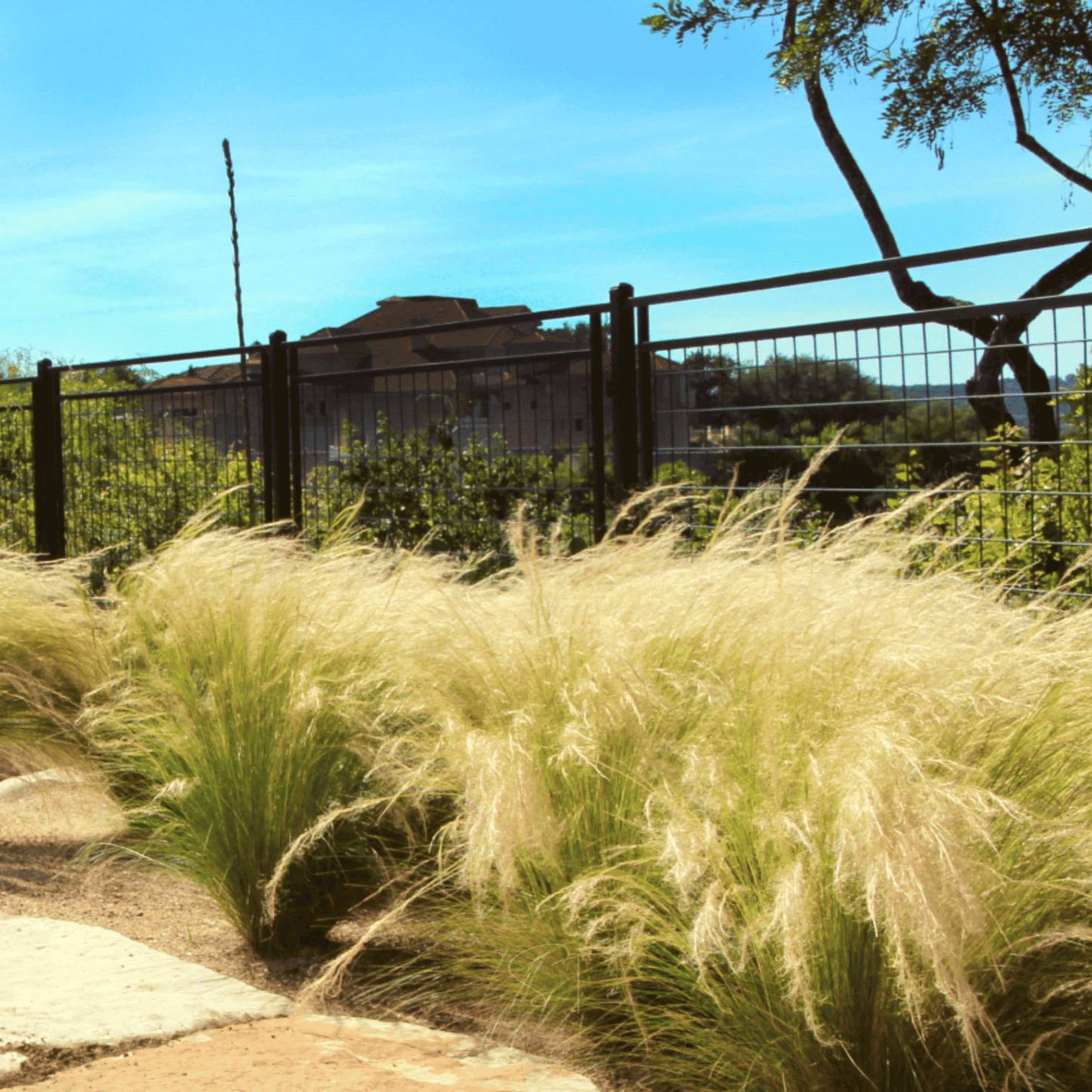 Mexican Feather Grass ā 50 Seeds