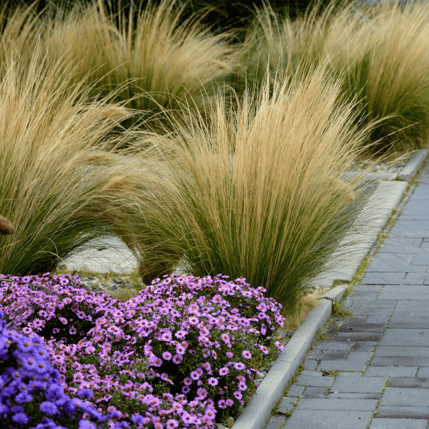 Mexican Feather Grass ā 50 Seeds