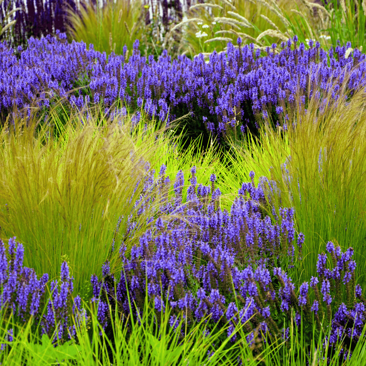 Mexican Feather Grass ā 50 Seeds