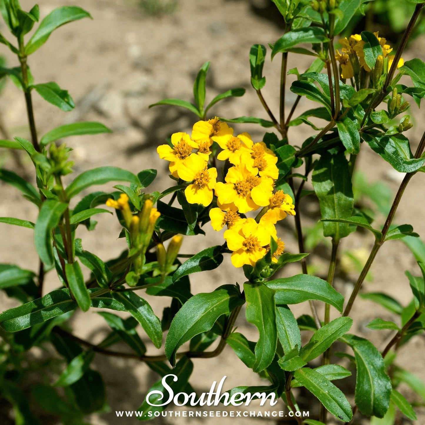 Mexican Mint, Mexican Tarragon ā 50 Seeds