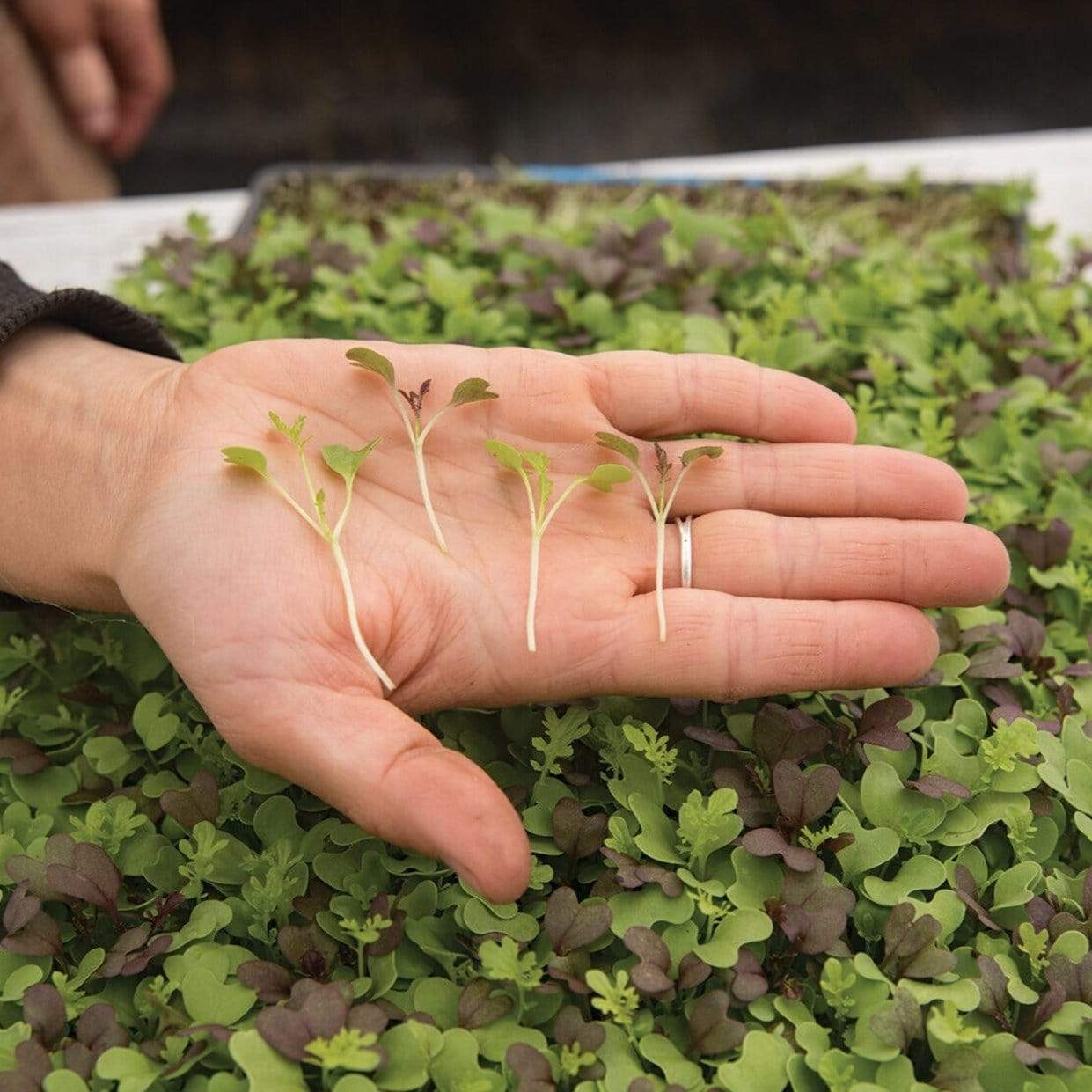 Southern Spice Mix Microgreens ā 8 grams
