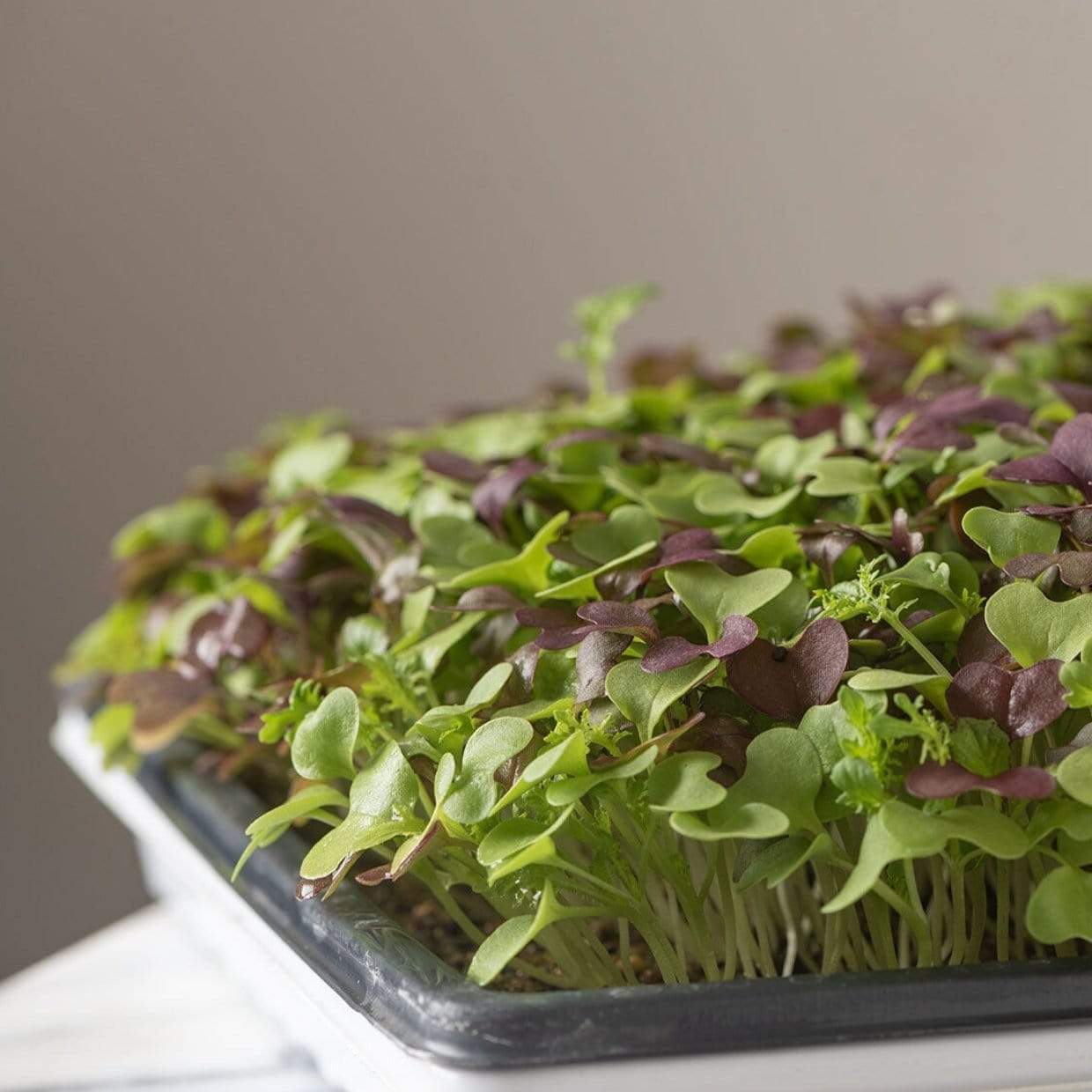 Southern Spice Mix Microgreens ā 8 grams