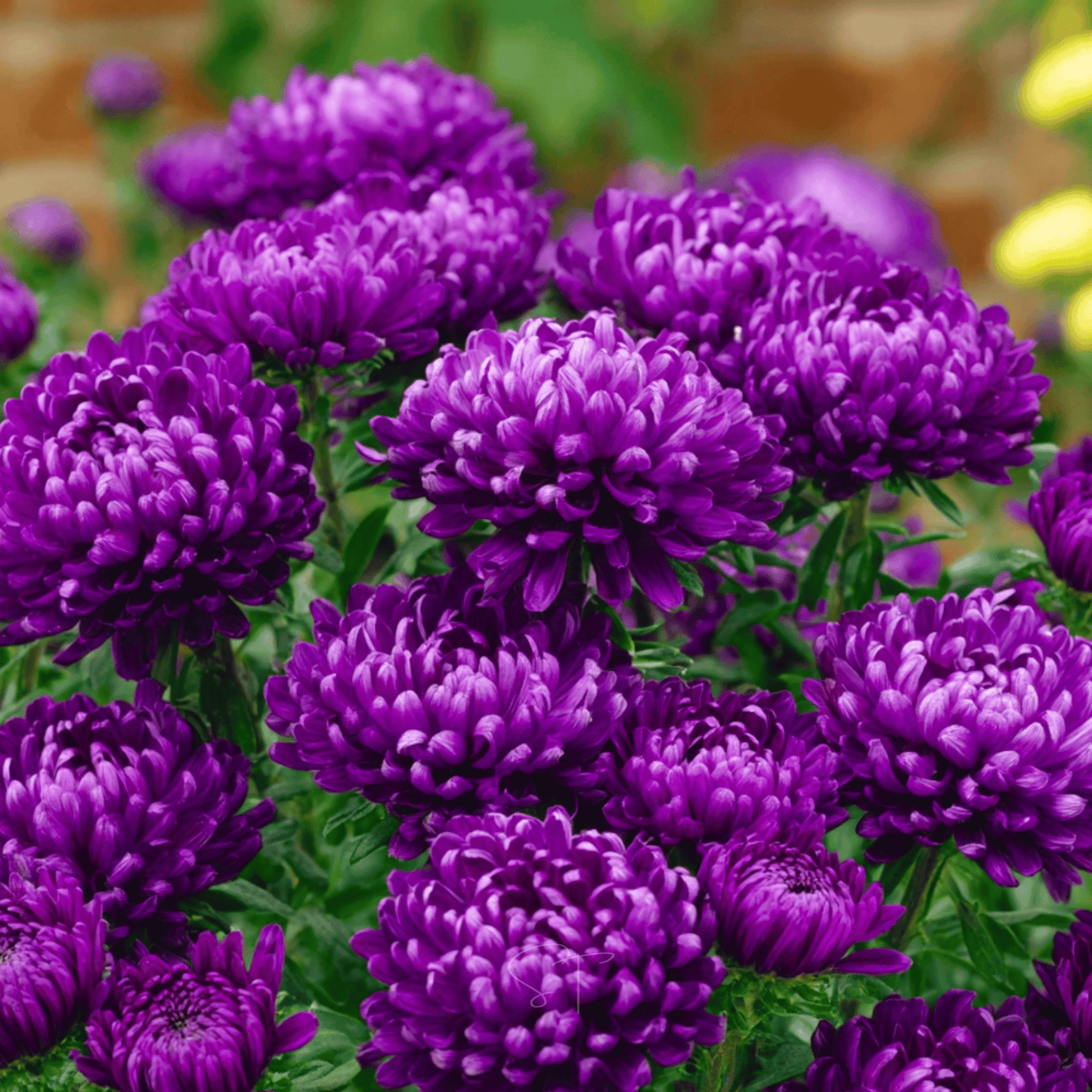 Milady Blue Aster ā 50 Seeds