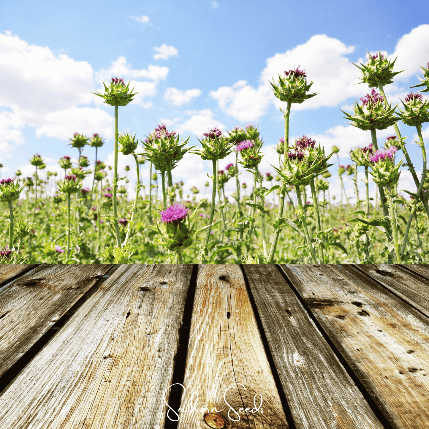 Milk Thistle ā 20 Seeds