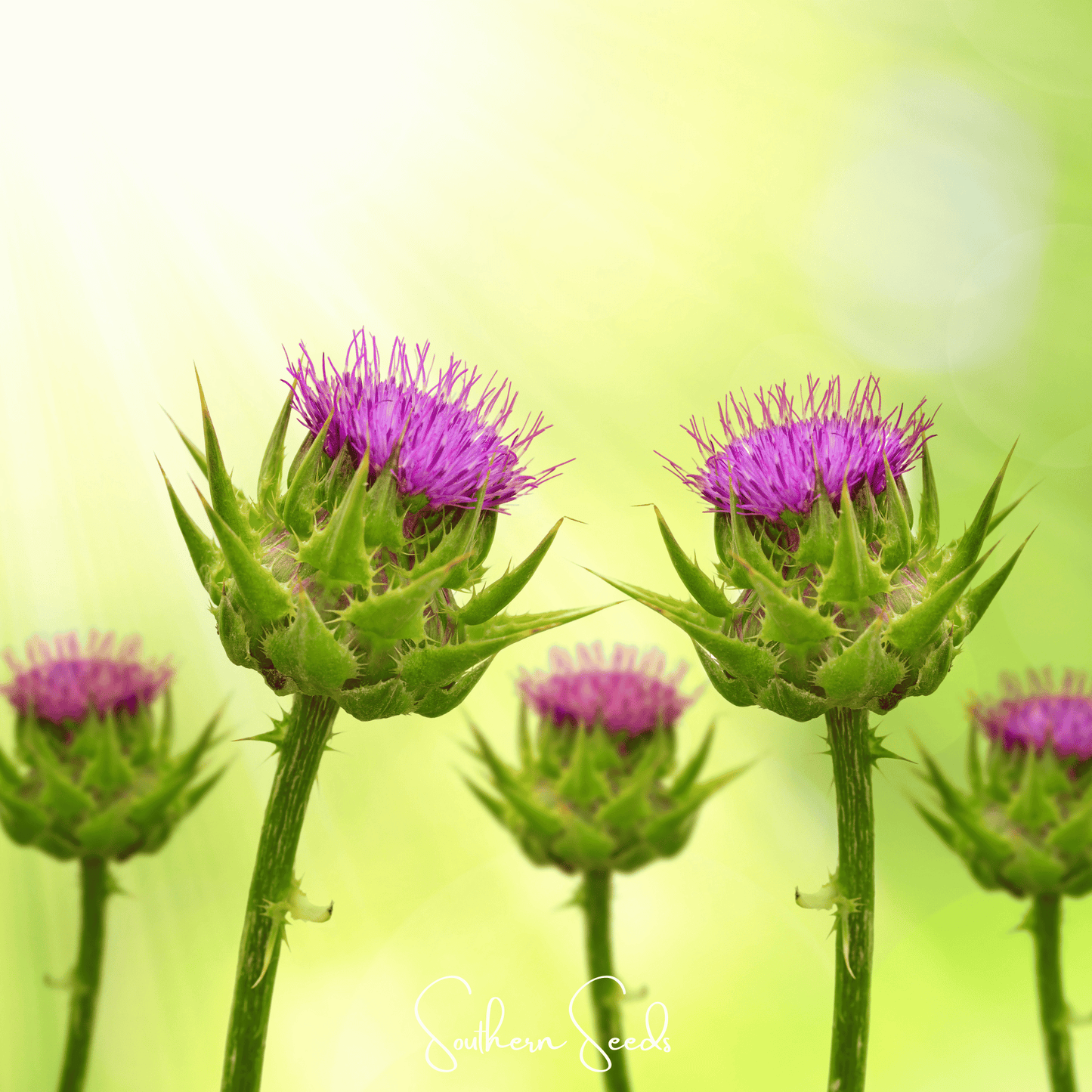 Milk Thistle ā 20 Seeds