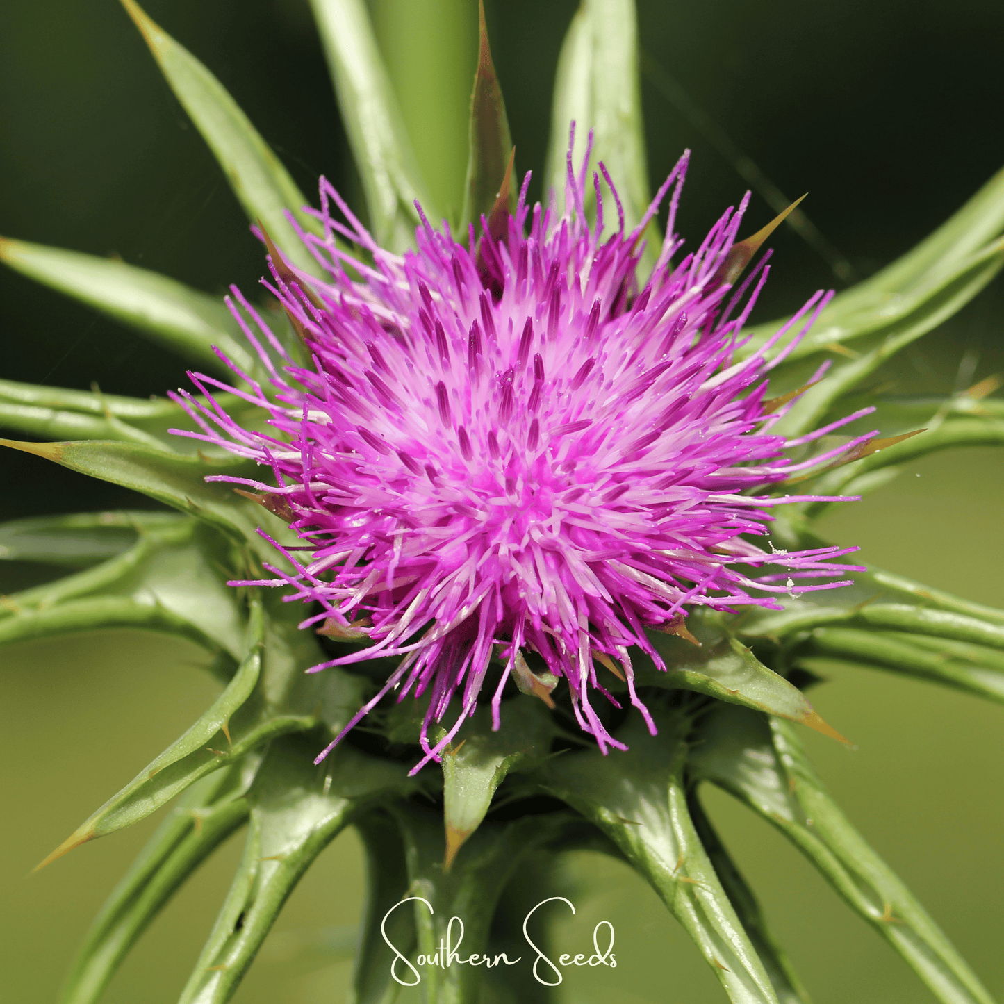 Milk Thistle ā 20 Seeds