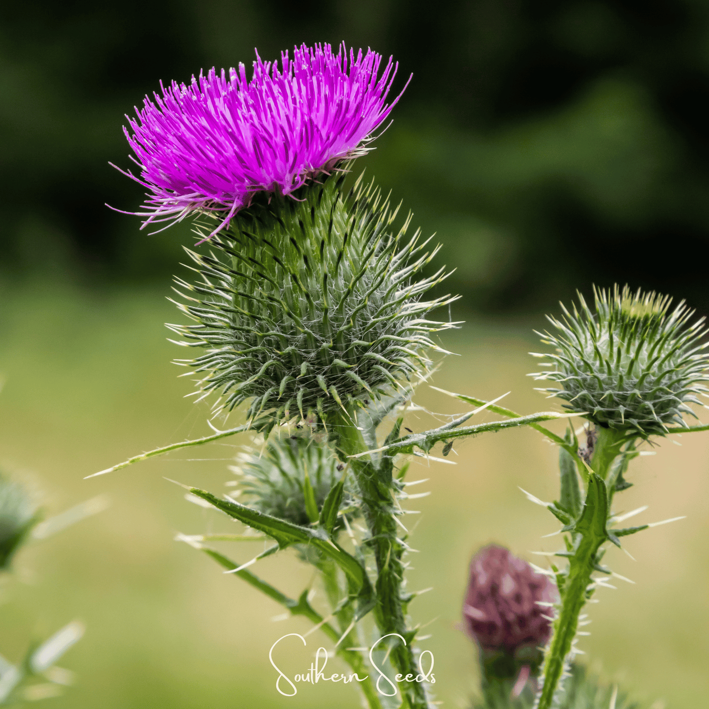 Milk Thistle ā 20 Seeds