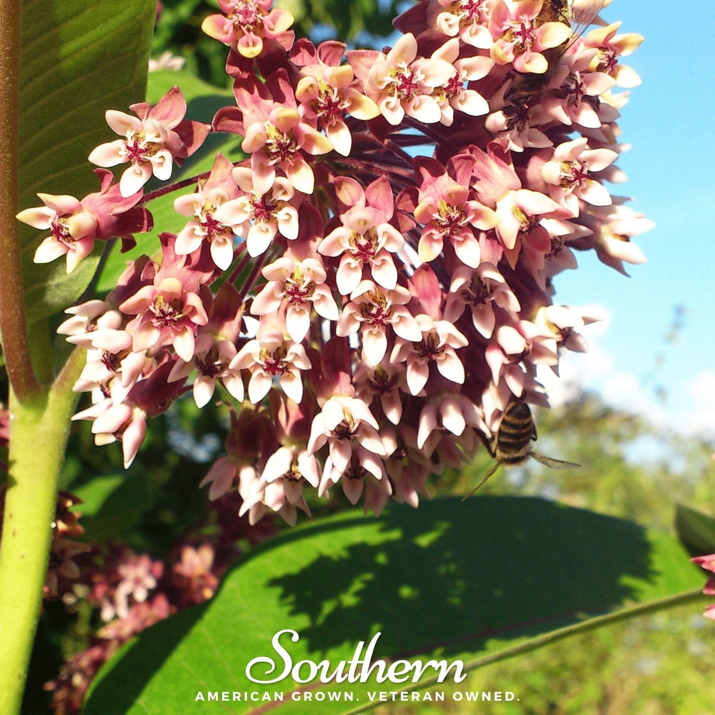 Common Milkweed ā 50 Seeds