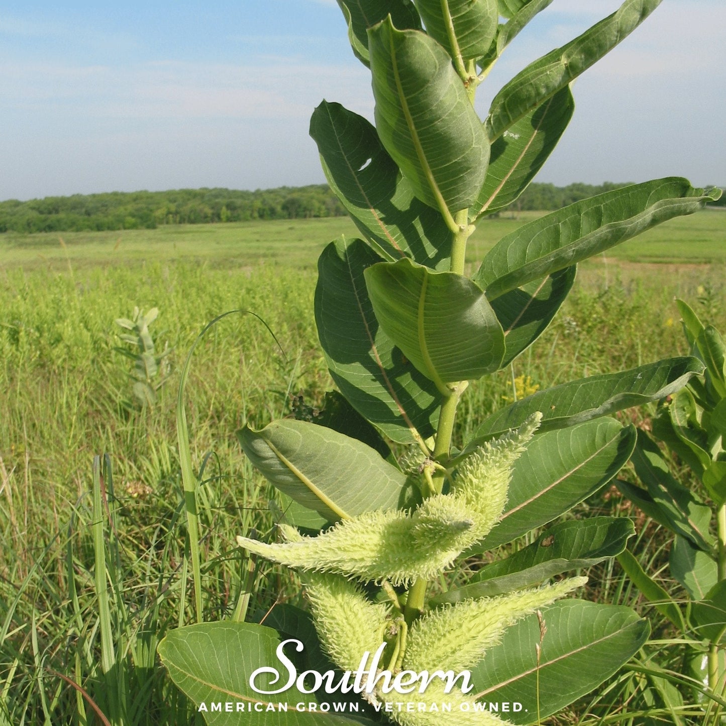 Common Milkweed ā 50 Seeds