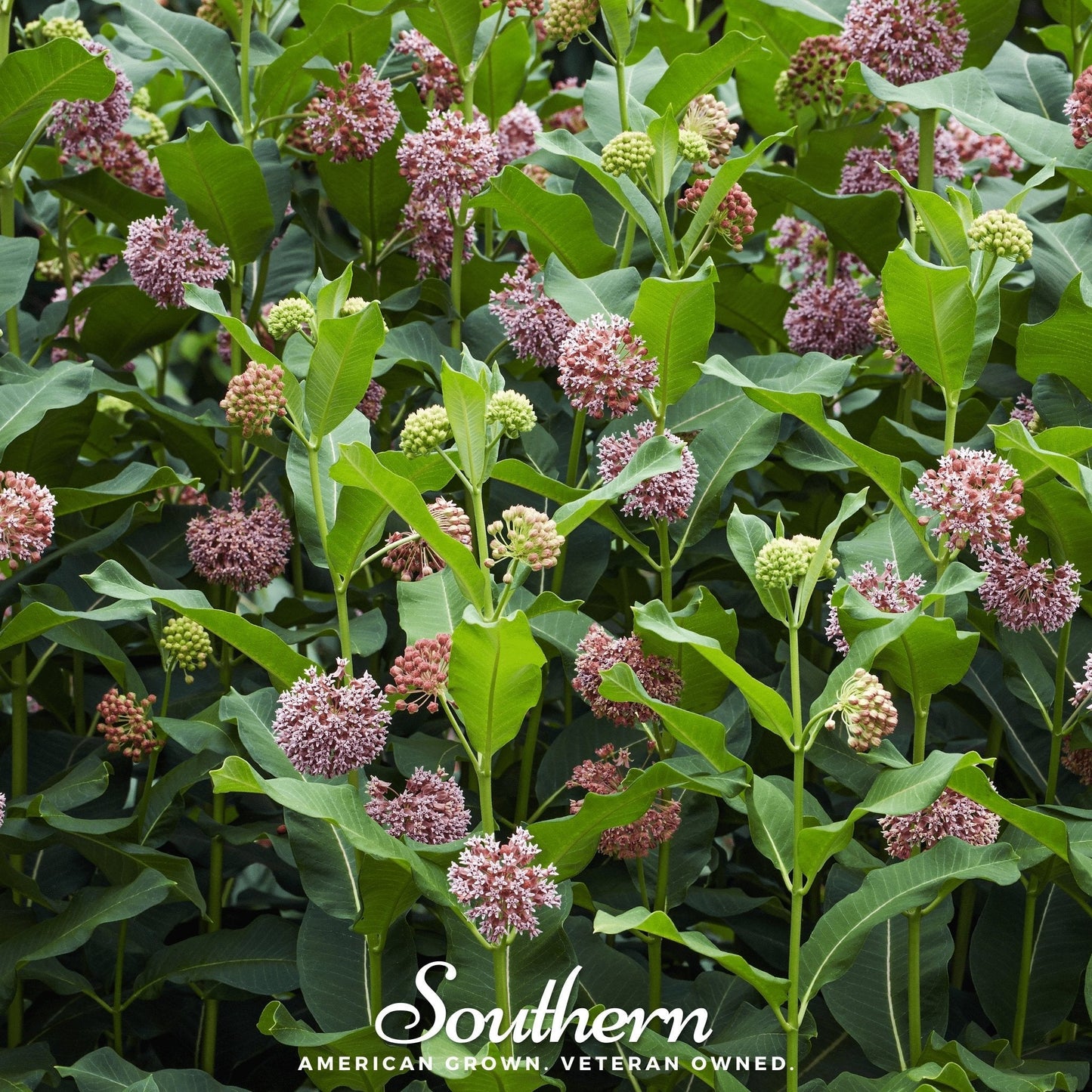 Common Milkweed ā 50 Seeds