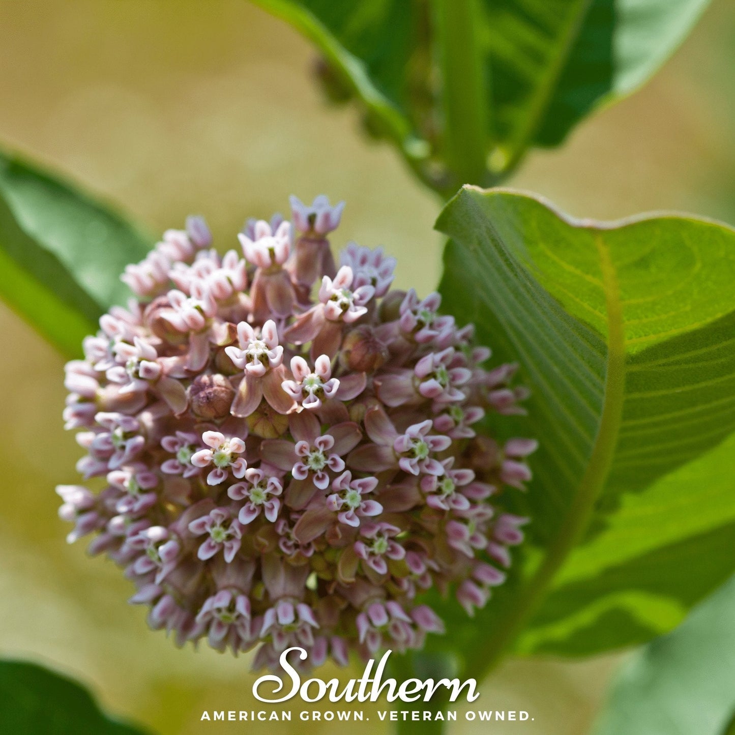 Common Milkweed ā 50 Seeds