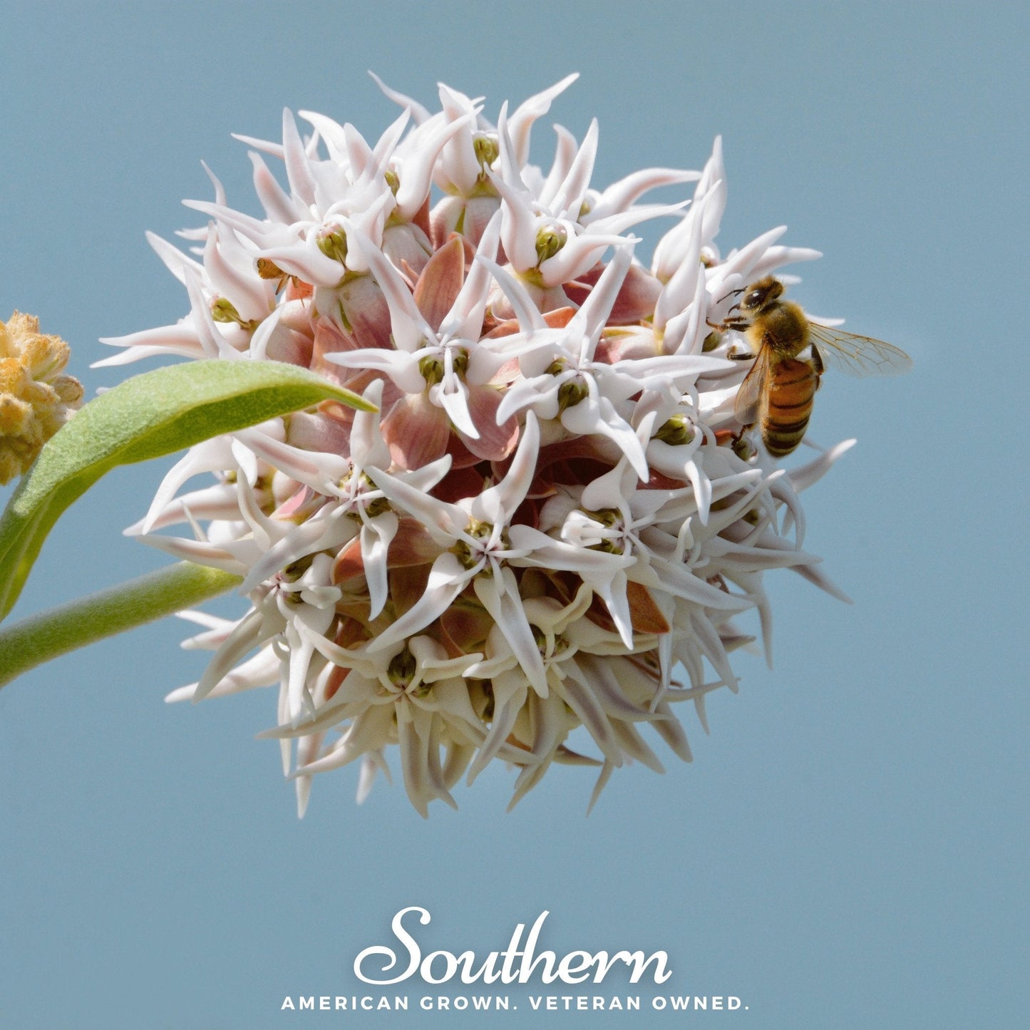Showy Milkweed ā 20 Seeds