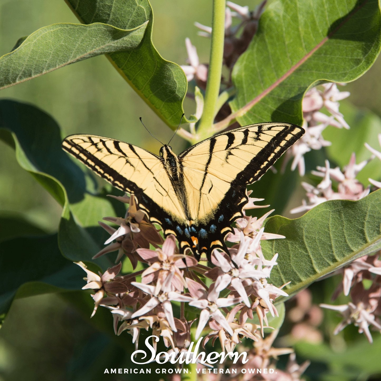 Showy Milkweed ā 20 Seeds