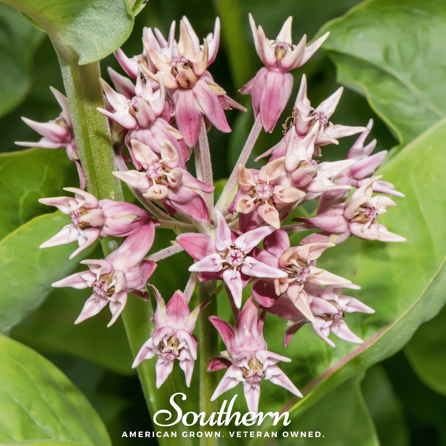 Showy Milkweed ā 20 Seeds
