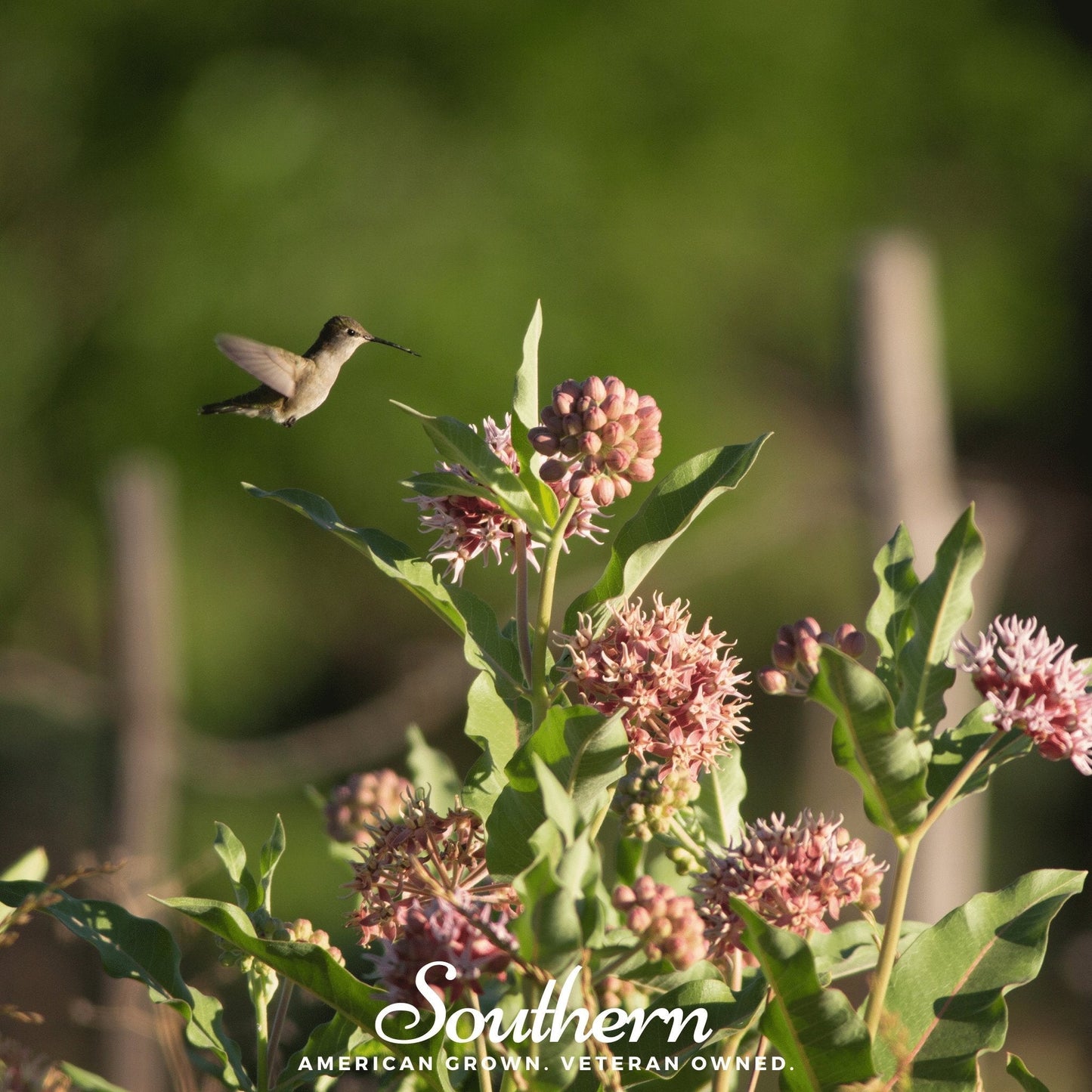 Showy Milkweed ā 20 Seeds