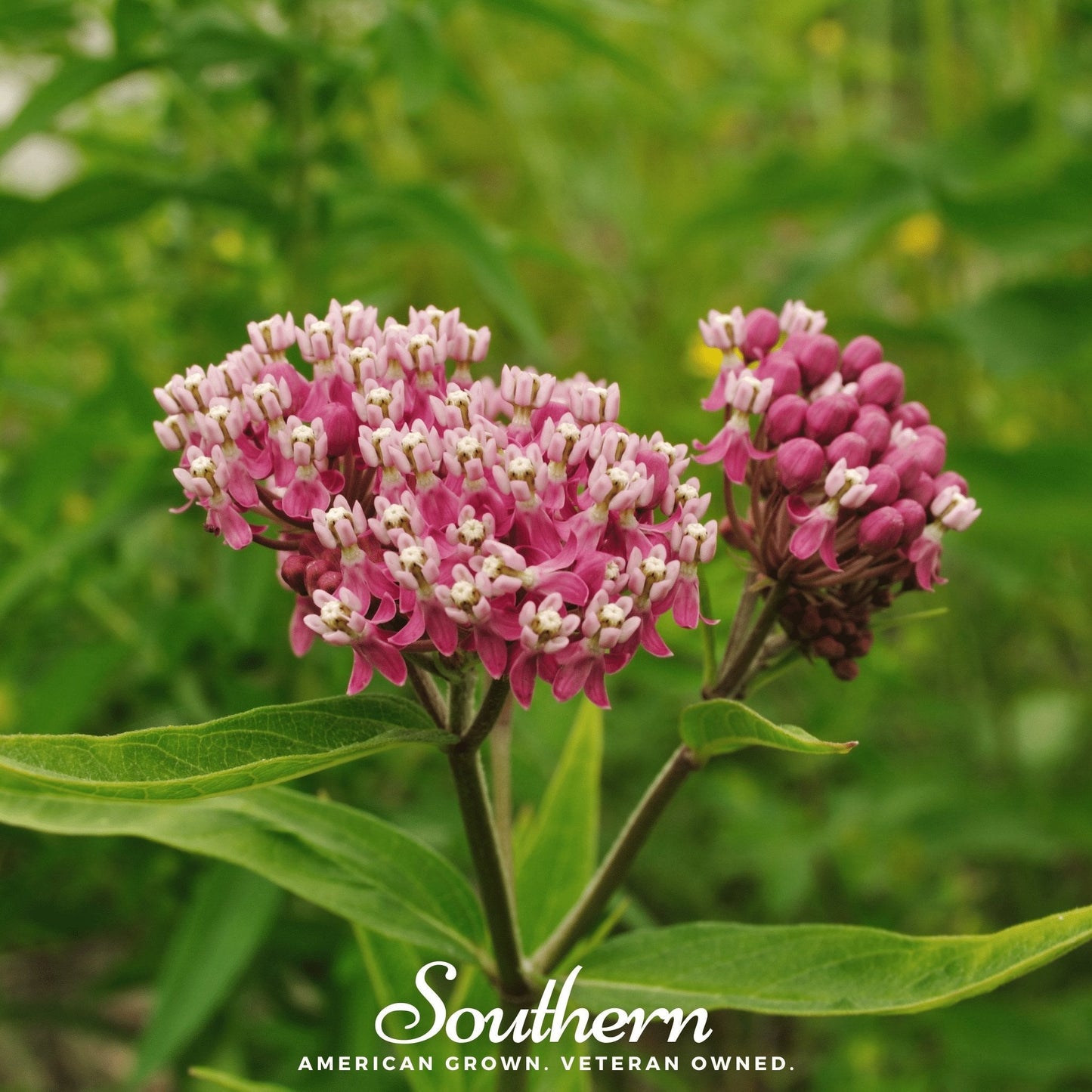 Swamp Milkweed ā 50 Seeds