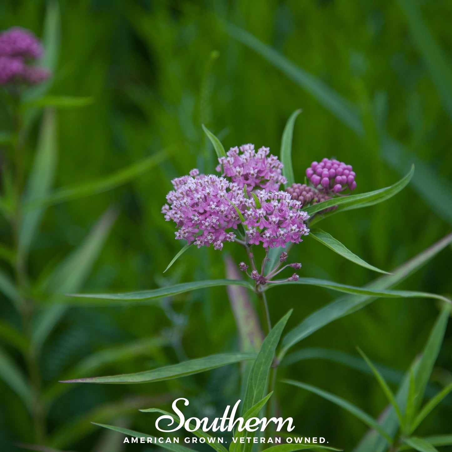 Swamp Milkweed ā 50 Seeds